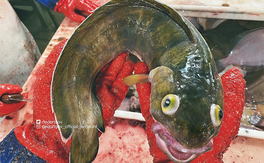 Παράξενο ψάρι Παράξενο ψάρι