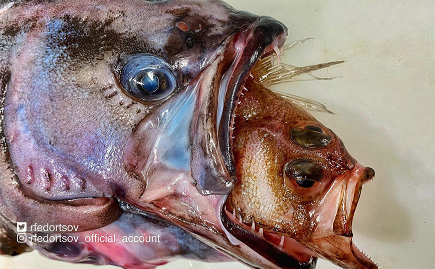 Παράξενο ψάρι Παράξενο ψάρι