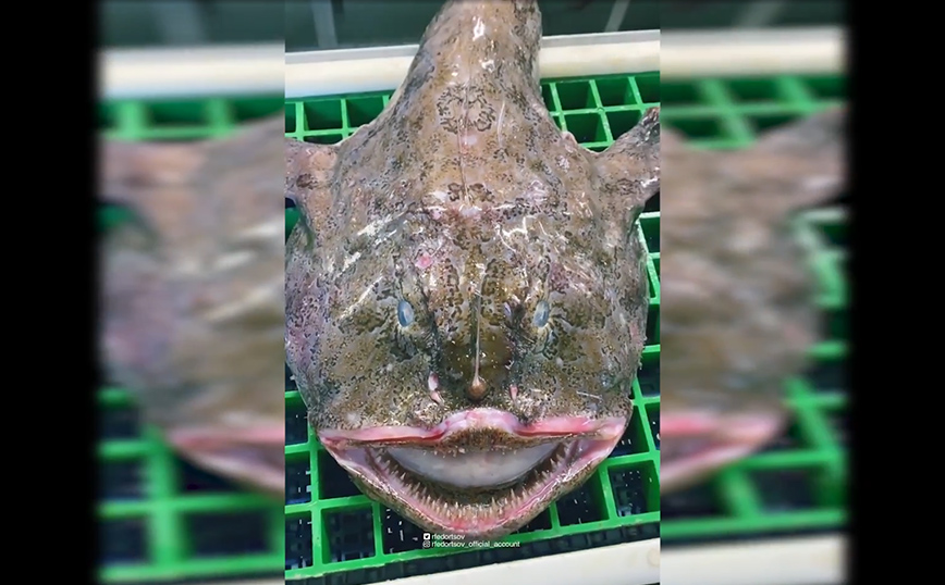 Παράξενο ψάρι Παράξενο ψάρι