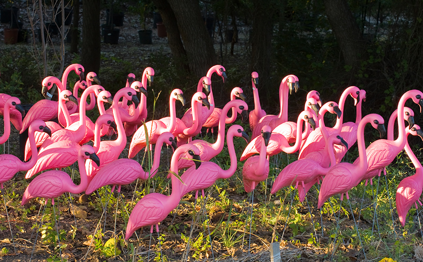 Ροζ φλαμίνγκο