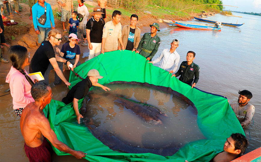 Τεράστιο σαλάχι στην Καμπότζη