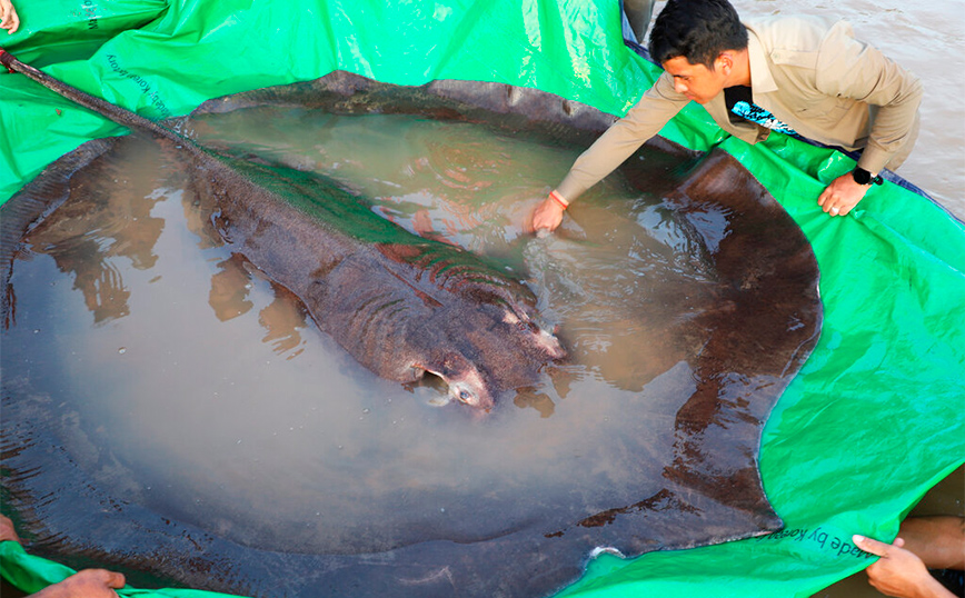 Σαλάχι 300 κιλών πιάστηκε στην Καμπότζη &#8211; Είναι το μεγαλύτερο ψάρι του γλυκού νερού που παρατηρήθηκε ποτέ