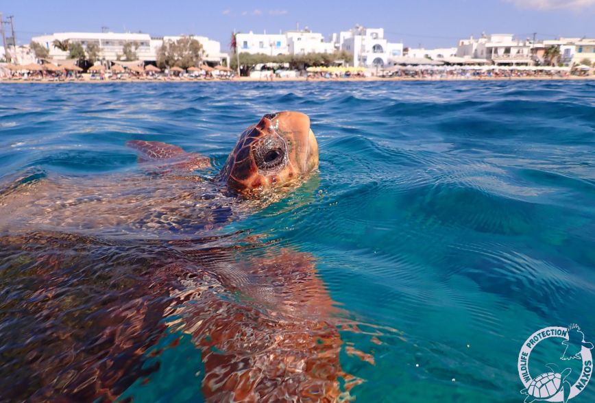 Μωβ μέδουσες: Η θαλάσσια χελώνα στη Νάξο που έγινε διάσημη μέσα από ένα βίντεο όπου τις καταβροχθίζει