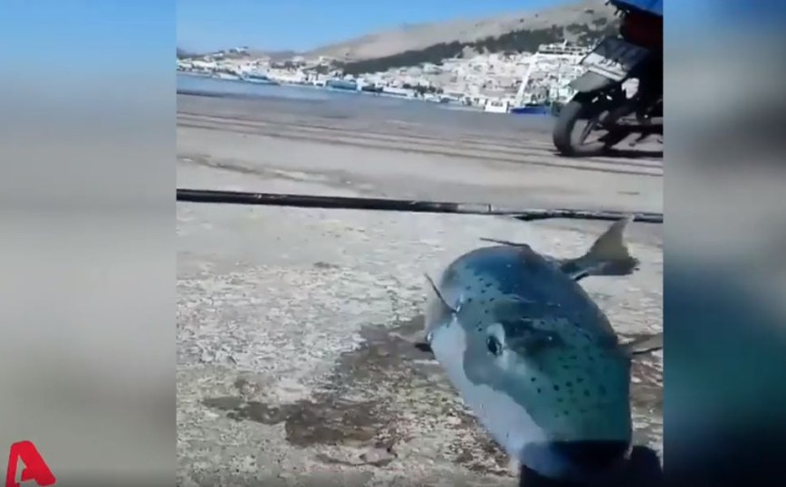 Κάλυμνος: Λαγοκέφαλο 6 κιλών έβγαλε ψαράς – Όσα πρέπει να ξέρετε για το τοξικό ψάρι