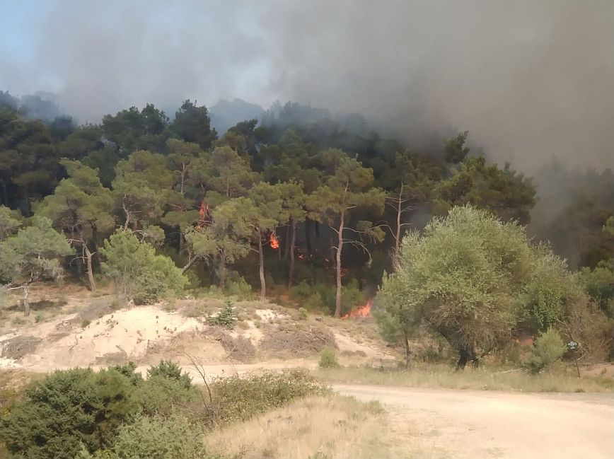 Φωτιά στο δάσος Δαδιάς &#8211; Eργασίες για αντιπυρικές ζώνες και δασικούς δρόμους &#8211; Δείτε φωτογραφίες