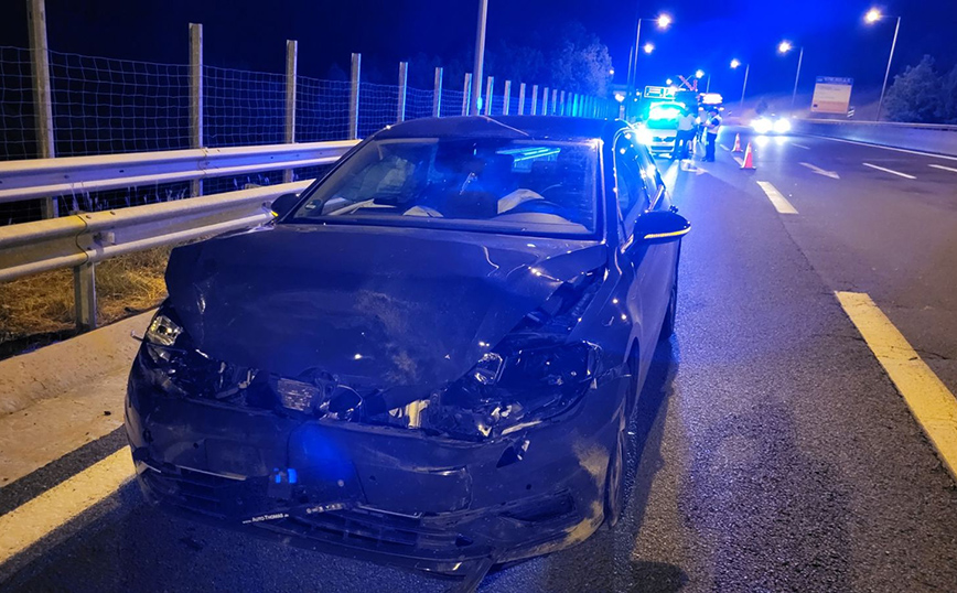 Κοζάνη: Τροχαίο με αρκούδα που πετάχτηκε μπροστά σε αυτοκίνητο – Σκοτώθηκε το ζώο