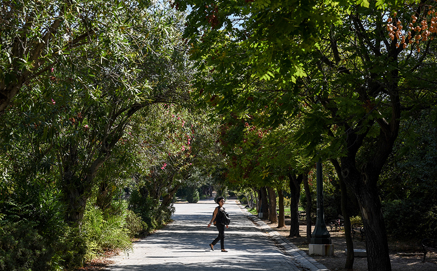 Δήμος Αθηναίων: Περισσότερα από 3.700 δέντρα προστέθηκαν μέσα σε 2,5 χρόνια στο κέντρο και τις γειτονιές