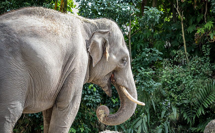 Ελέφαντας πέθανε από έρπη σε Ζωολογικό Κήπο της Ελβετίας