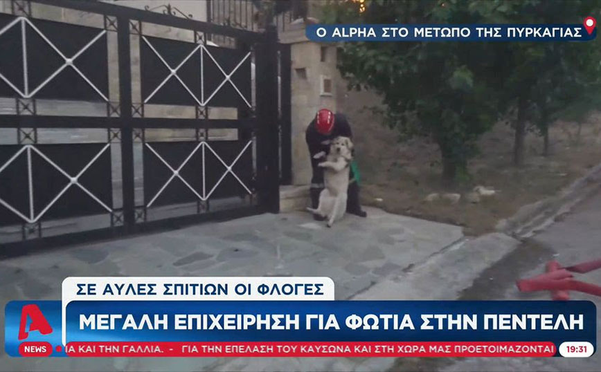 Μεγάλη φωτιά στην Πεντέλη: Εθελοντές σώζουν ζώα από αυλές σπιτιών