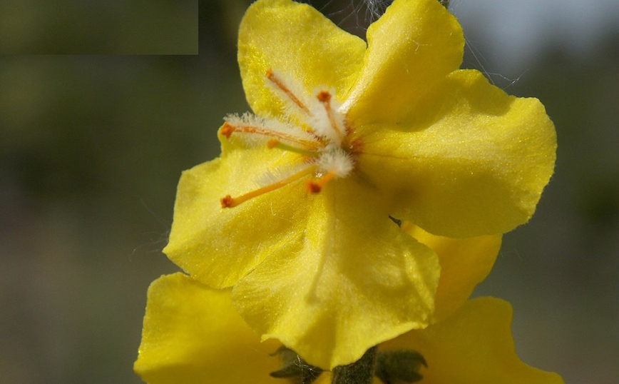 Βερμπάσκο το ιτεόφυλλο: Το μοναδικό κίτρινο λουλουδάκι που φυτρώνει μόνο στην περιοχή της Δοϊράνης