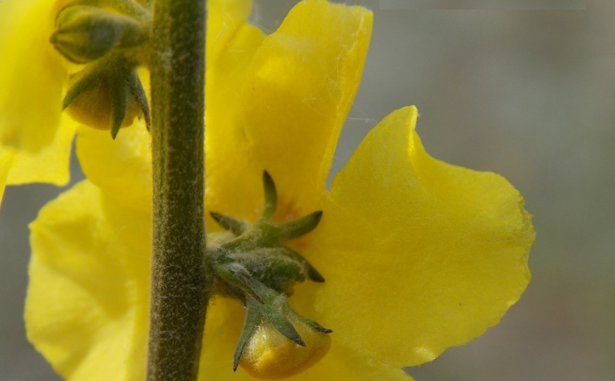 Το κίτρινο λουλούδι που φυτρώνει μόνο στη Δοϊράνη Το κίτρινο λουλούδι που φυτρώνει μόνο στη Δοϊράνη