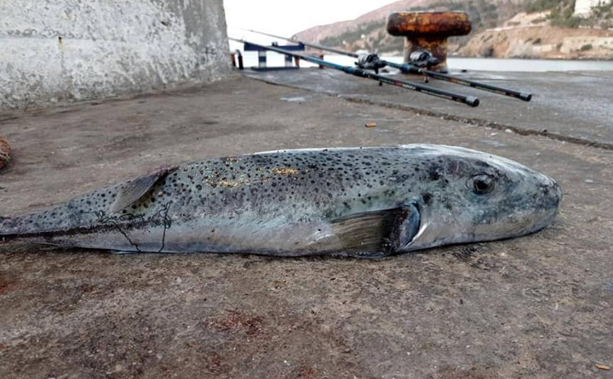 SOS από τους ψαράδες της Καλύμνου: Ζητούν να επικηρυχθεί ο λαγοκέφαλος
