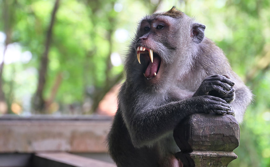 Μακάκος σκότωσε αγοράκι 4 μηνών πετώντας το από ταράτσα &#8211; Αγέλη αφηνιασμένων μαϊμούδων επιτέθηκε στους γονείς του