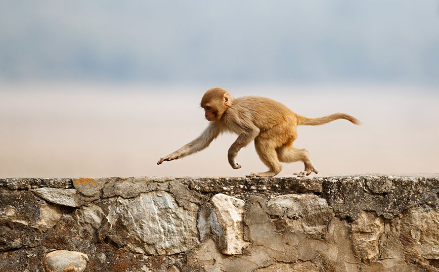 Μαϊμού Μαϊμού