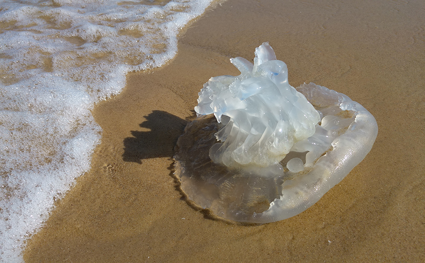 Μέδουσα Μέδουσα
