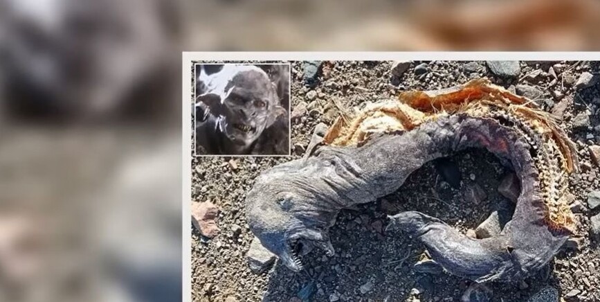 Η θάλασσα στην Αίγυπτο ξέβρασε πλάσμα που μοιάζει με… Ορκ από τον Άρχοντα των Δαχτυλιδιών