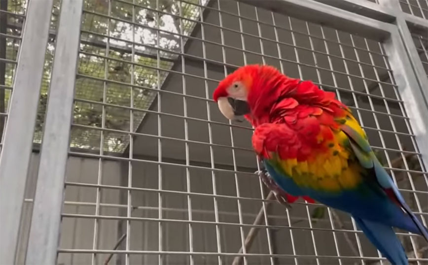 ΗΠΑ: Παπαγάλος παραβίασε κλειδαριά και ελευθέρωσε καγκουρό