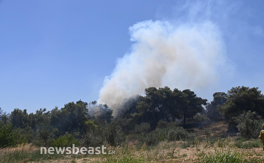 Φωτιά στην Πεντέλη Φωτιά στην Πεντέλη