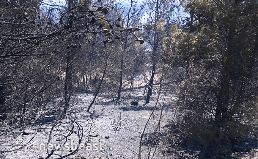 Ένοπλες Δυνάμεις: Άδεια 10 ημερών σε όσους κατάγονται ή υπηρετούν σε πρόσφατα πυρόπληκτες περιοχές