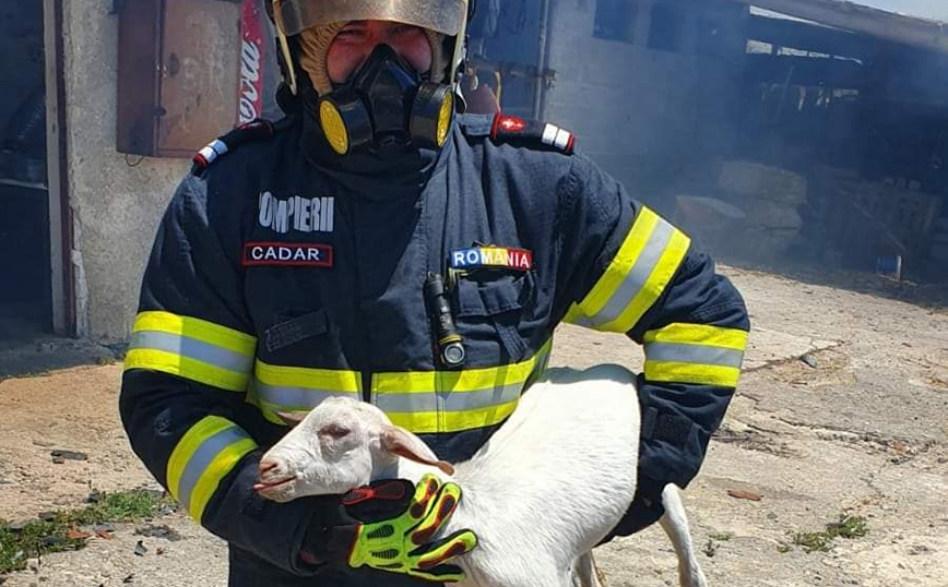 Συγκινητική εικόνα από τη φωτιά στο Σχηματάρι: Πυροσβέστης από τη Ρουμανία έσωσε από τις φλόγες κατσικάκι