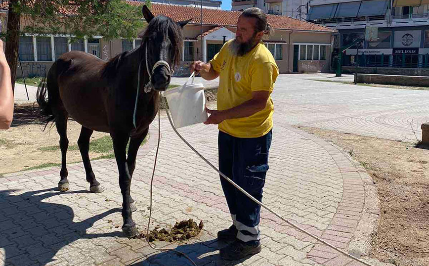 Αδέσποτο άλογο… έκοβε αμέριμνο βόλτες στους δρόμους των Τρικάλων