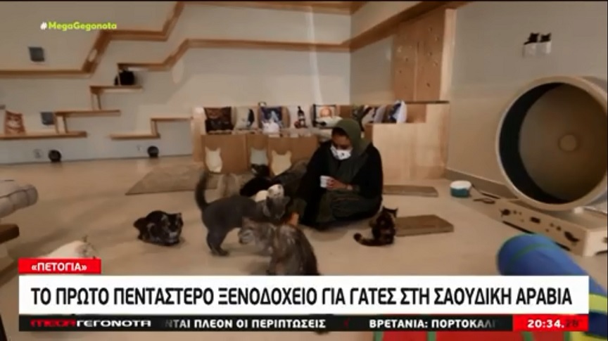 Σαουδική Αραβία: Το πρώτο πεντάστερο ξενοδοχείο για γάτες είναι γεγονός