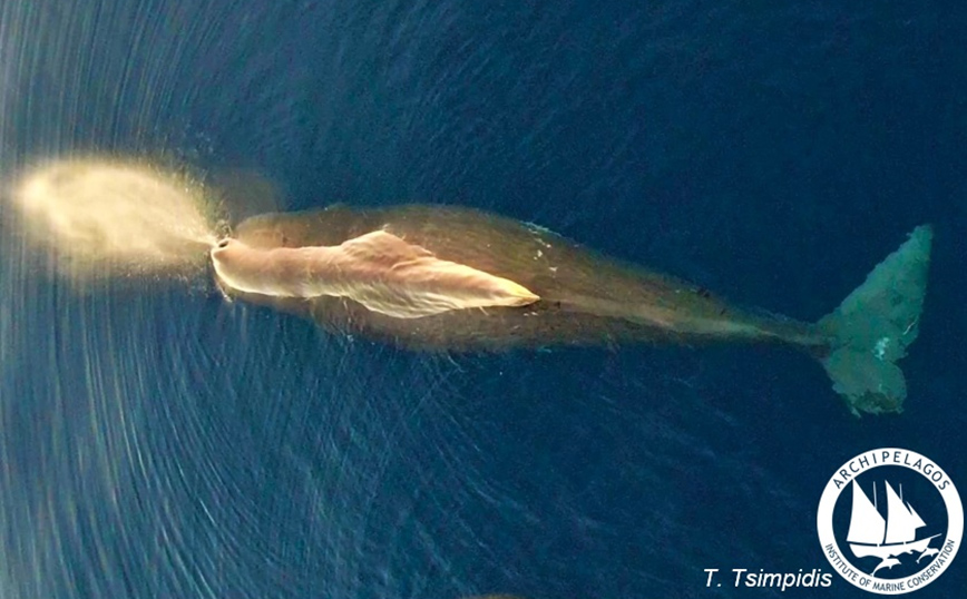 Εντυπωσιακή φωτογραφία: Φάλαινα – φυσητήρας εμφανίστηκε στο Αιγαίο