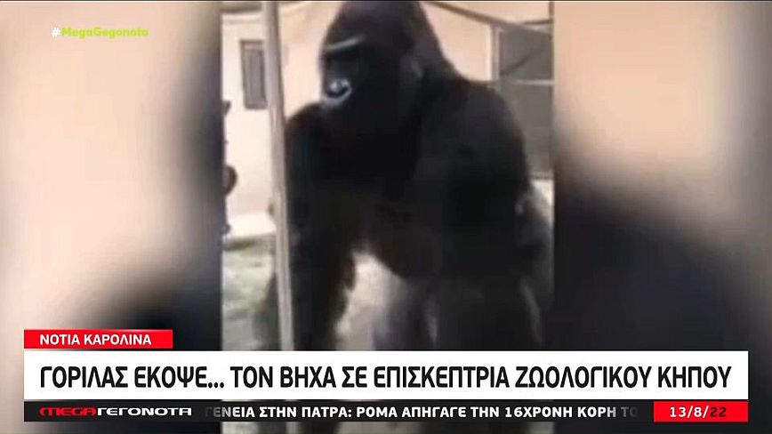 ΗΠΑ: Γορίλας έκανε επίδειξη σε επισκέπτρια ζωολογικού κήπου δείχνοντάς της τον… πισινό του – Δείτε βίντεο