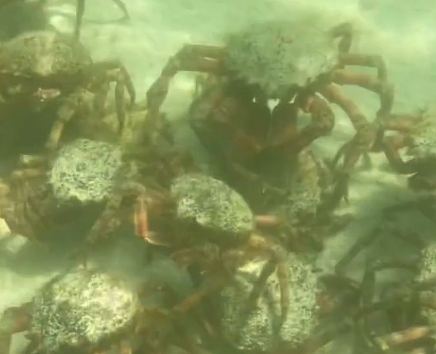 Βρετανία: Χιλιάδες καβούρια-αράχνες εμφανίστηκαν σε παραλία της Κορνουάλης &#8211; Δείτε εικόνες και βίντεο