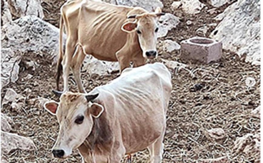 Θεσπρωτία: Αγελάδες πεθαίνουν από ασιτία &#8211; «Ένα ολόκληρο χωριό βρωμάει ψοφίμι»