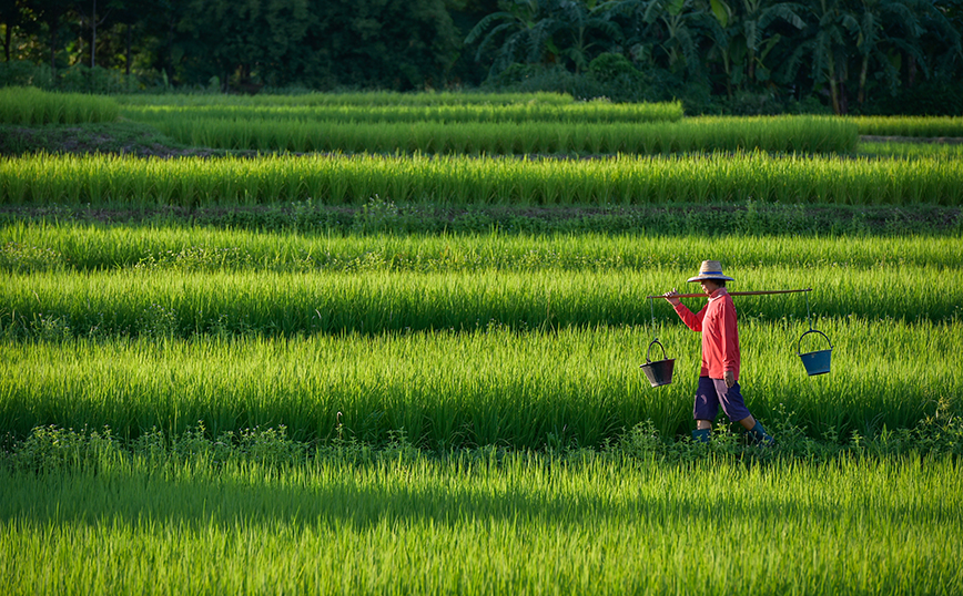Κινέζος αγρότης