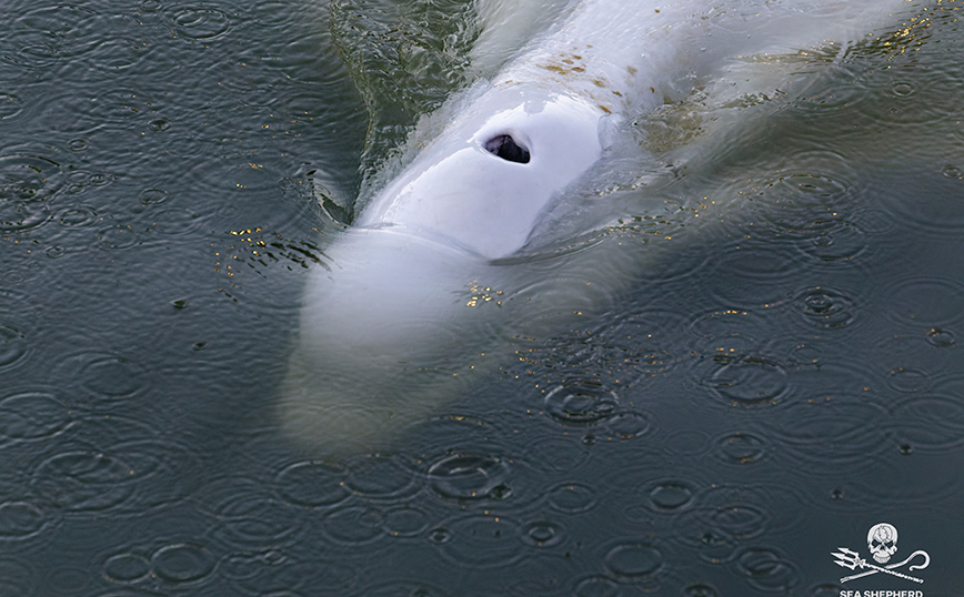 Γαλλία: Έβγαλαν από τον Σηκουάνα την παγιδευμένη φάλαινα Μπελούγκα &#8211; Δείτε βίντεο