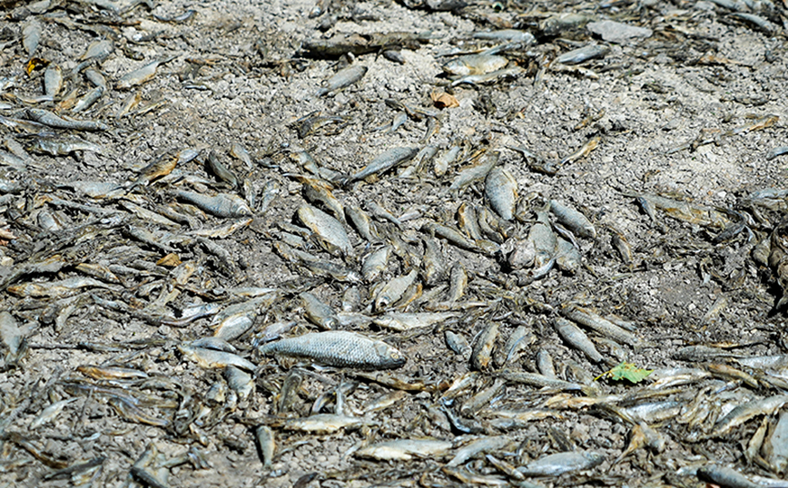 Νεκρά ψάρια στη Γαλλία