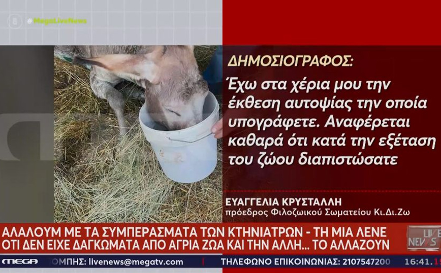 Γαϊδουράκι στην Ζίτσα: Έφερε ή όχι τραύματα από δάγκωμα άγριου ζώου; – Τι αναφέρει η έκθεση αυτοψίας