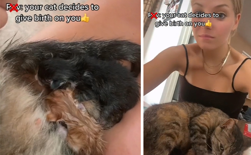 Απίστευτο βίντεο: Γάτα γέννησε στην αγκαλιά της ιδιοκτήτριας της &#8211; Κούρνιασε στα πόδια της και έφερε στο κόσμο τα μωρά