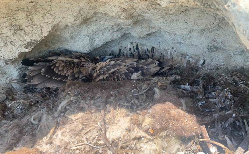 Δύο νεοσσοί γύπες είδους Ασπροπάρη επέστρεψαν και ζουν με ασφάλεια στο δάσος της Δαδιάς Δύο νεοσσοί γύπες είδους Ασπροπάρη επέστρεψαν και ζουν με ασφάλεια στο δάσος της Δαδιάς