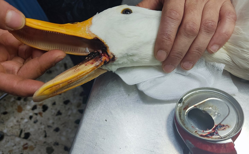 Πάπια στη λίμνη Μπελέτσι