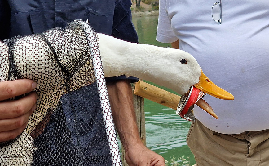 Πάπια στη λίμνη Μπελέτσι
