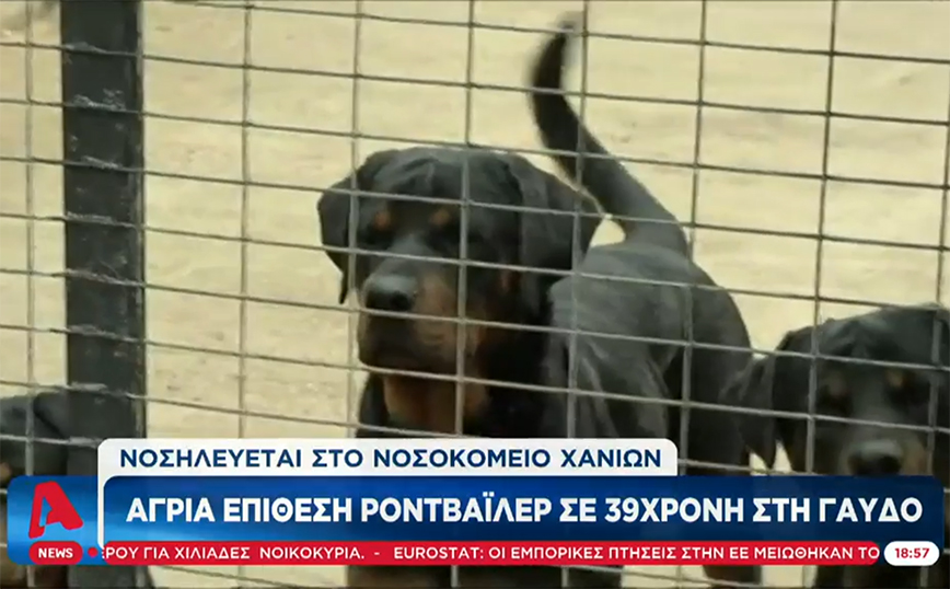 Γαύδος: Ροτβάιλερ επιτέθηκε σε 39χρονη – Την έσωσαν από τα δόντια του οι περαστικοί