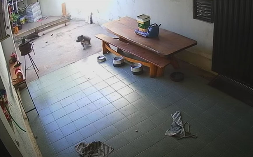 Η περιέργεια&#8230; τρόμαξε τον σκύλο