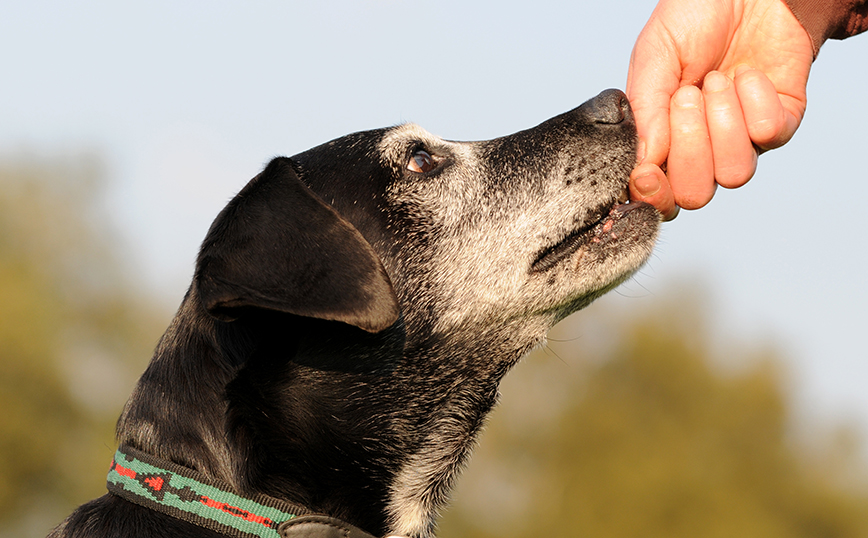 Σκύλος Σκύλος