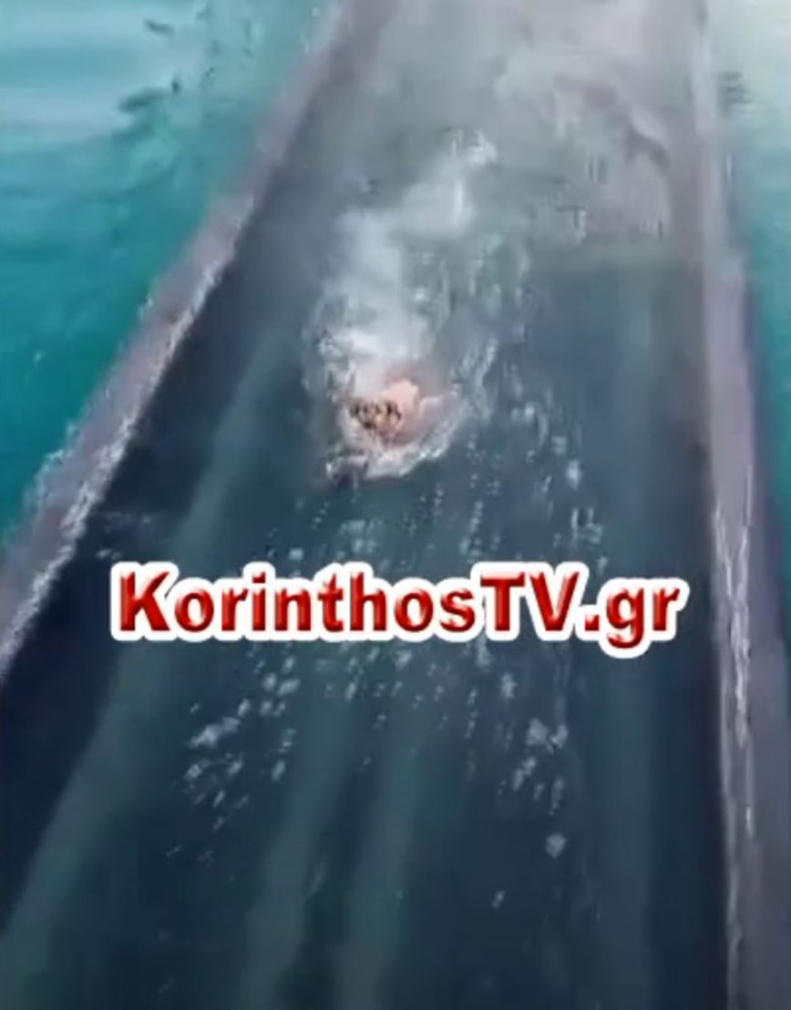 Σκύλος γέφυρα Σκύλος γέφυρα