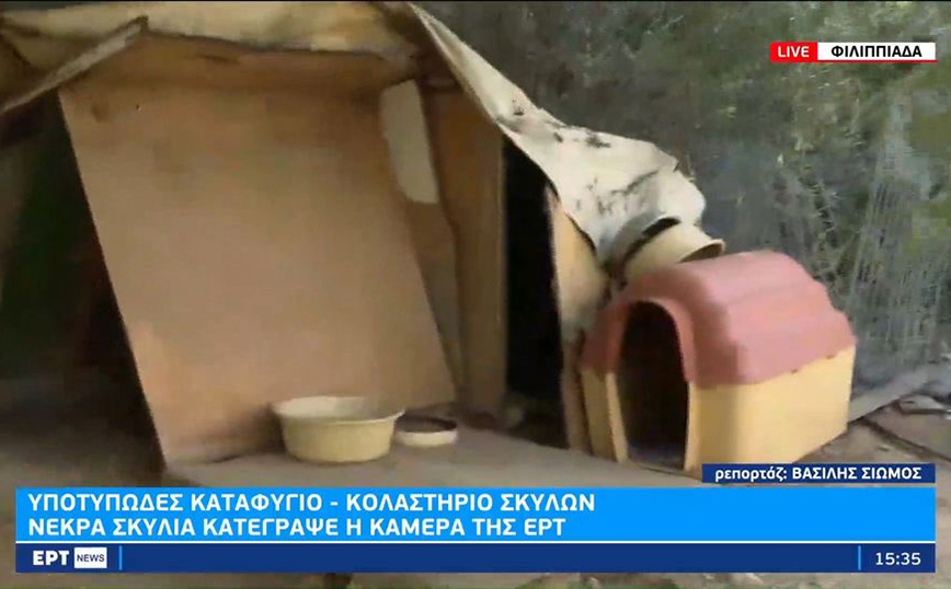 Φιλιππιάδα: Καταφύγιο για σκύλους ήταν «κολαστήριο» &#8211; Τα ζώα κρατούνταν σε άθλιες συνθήκες