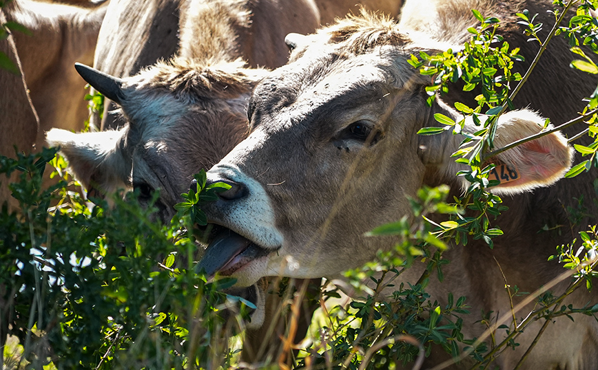 Αγρότες Ευρώπη Αγρότες Ευρώπη