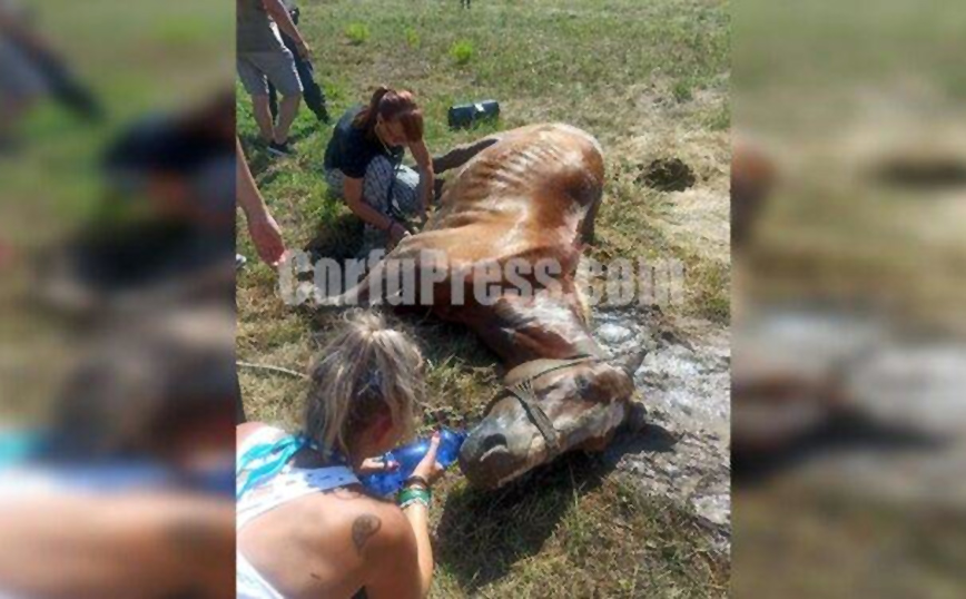 Βασανιστικός θάνατος για άλογο στο Σιδάρι, χωρίς νερό, κάτω απ΄ τον ήλιο Βασανιστικός θάνατος για άλογο στο Σιδάρι, χωρίς νερό, κάτω απ΄ τον ήλιο