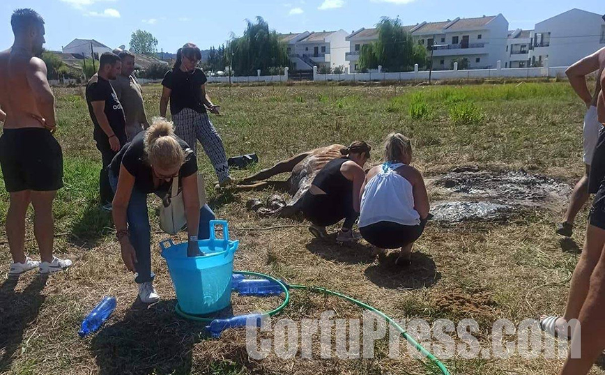 Κέρκυρα: Άφησαν άλογο δεμένο, χωρίς τροφή και νερό – Δεν άντεξε το άτυχο ζώο – Σκληρές εικόνες