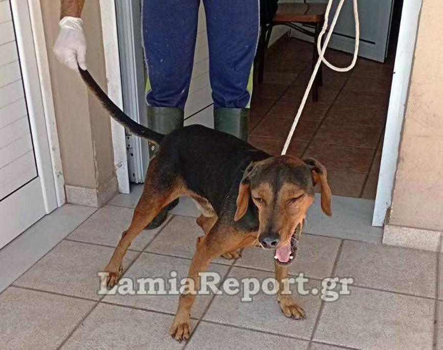Σκύλος επιτέθηκε σε παιδάκι μέσα στην πλατεία Σκύλος επιτέθηκε σε παιδάκι μέσα στην πλατεία