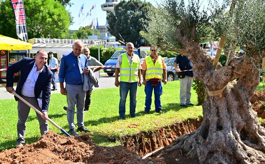 ΕΡΓΟΣΕ: Μεταφύτευσε υπεραιωνόβια ελιά άνω των 400 ετών στην «καρδιά» της ΔΕΘ