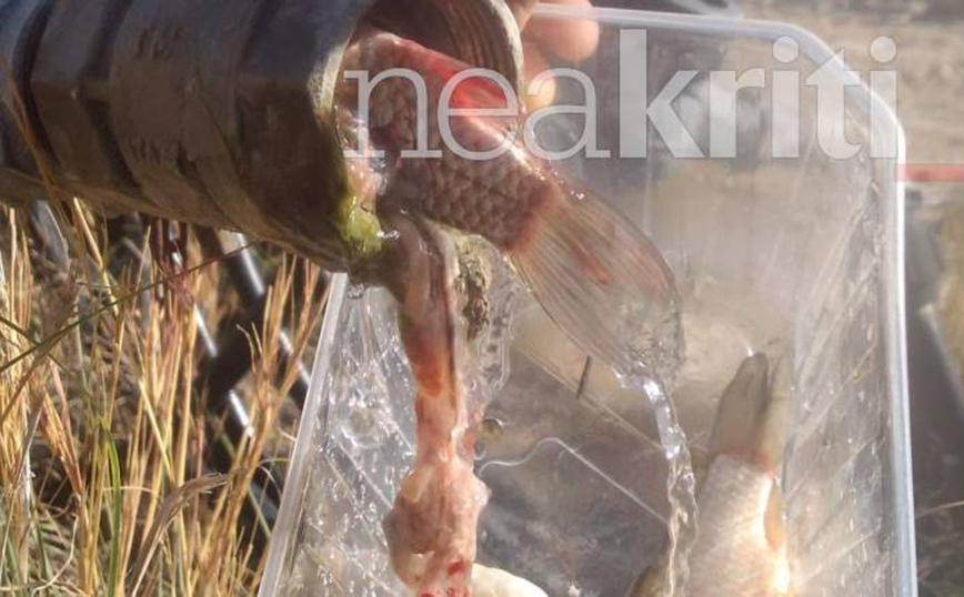 Κρήτη: Πήγε να ποτίσει τα κηπευτικά του και η βάνα έβγαζε νερό με… ψάρια – «Η γάτα μου κρατούσε ένα στο στόμα της»