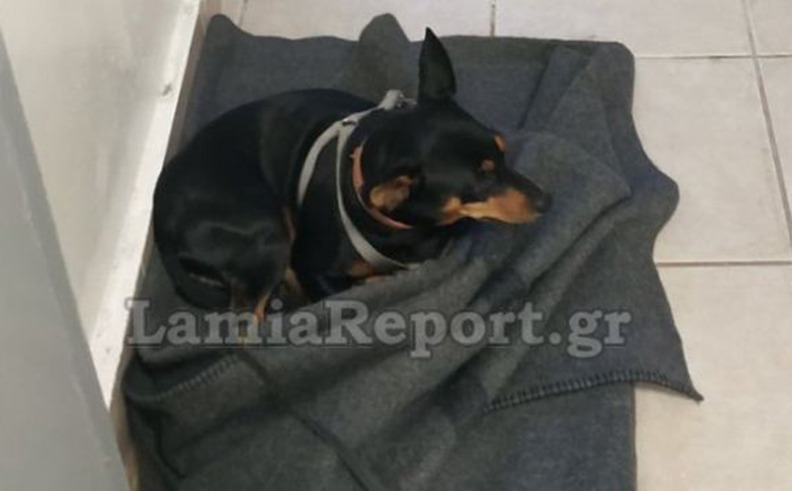 Φθιώτιδα: Σκύλος ξέμεινε στο κρατητήριο γιατί το αφεντικό του νοσηλεύεται στο νοσοκομείο